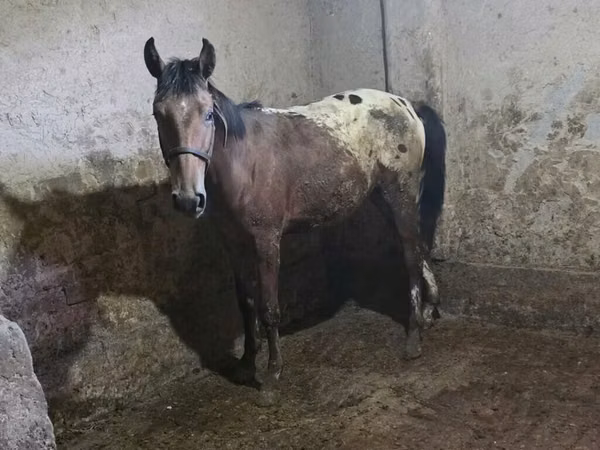 Mare, Appaloosa — Kyrgyzstan