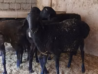 Ram, Sheep — photo 5