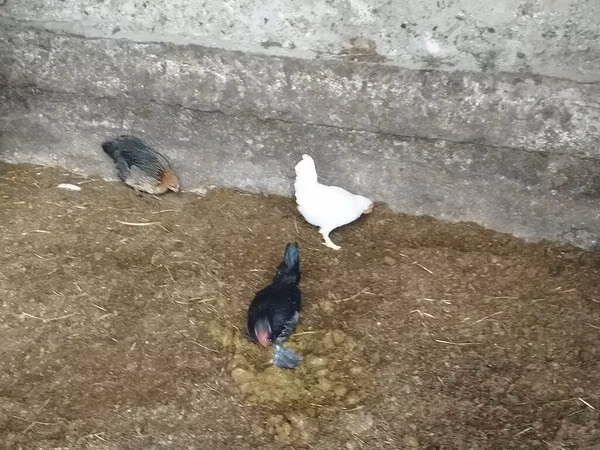 Bantam — Kyrgyzstan