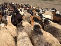 میش, گوسفند — عکس 5