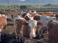 Мясо оптом..баранина. говядина. — foto 3