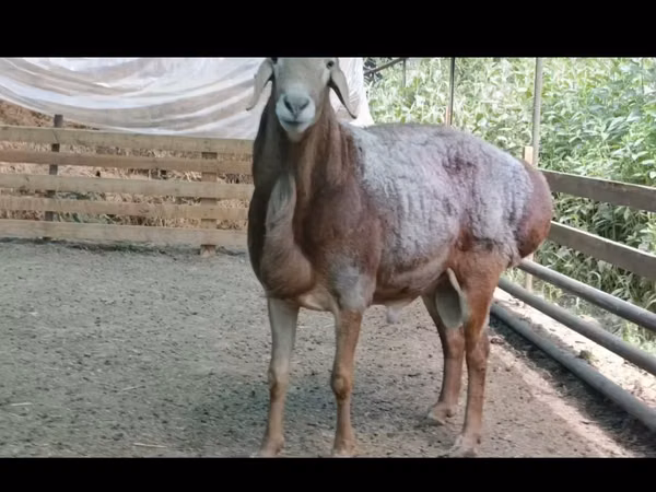 Ram, Arashan sheep — Uzbekistan