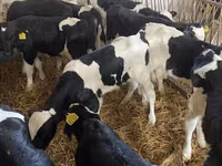 Dibi, Holstein breed — sawirka 6
