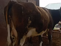 Ko, Simmental cattle — foto 2