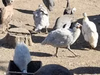 Guinea fowl — ছবি 1