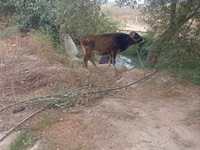 Krava, Skot — foto 1