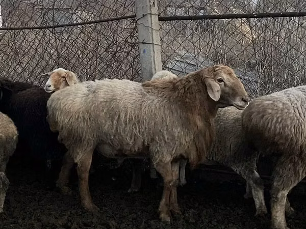 Carnero, Hissar sheep — Kazajistán