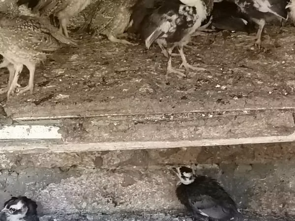 Guinea fowl — 阿塞拜疆