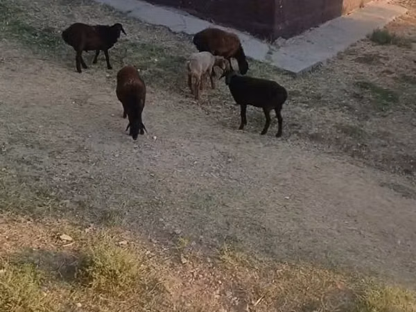 Carnero, Ovejas — Kazajistán