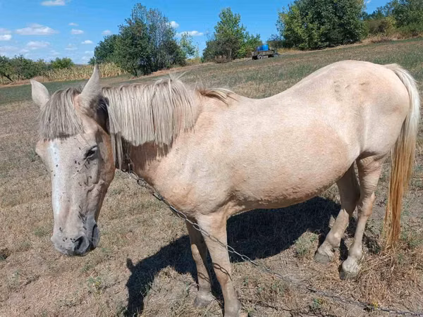 Mare, Horses — Moldova