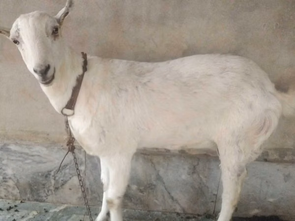 Goats (batch, sex not specified), Barbari goats — Pakistan