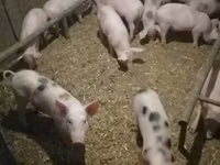 Babi (lot, jantina tidak dinyatakan), Pigs — foto 2