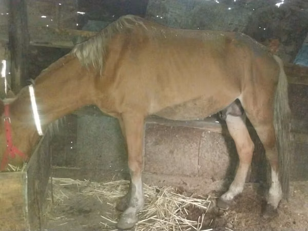 Mare, Horses — Kazakhstan