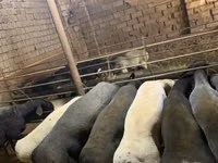 Kambing jantan, Sheep — foto 1