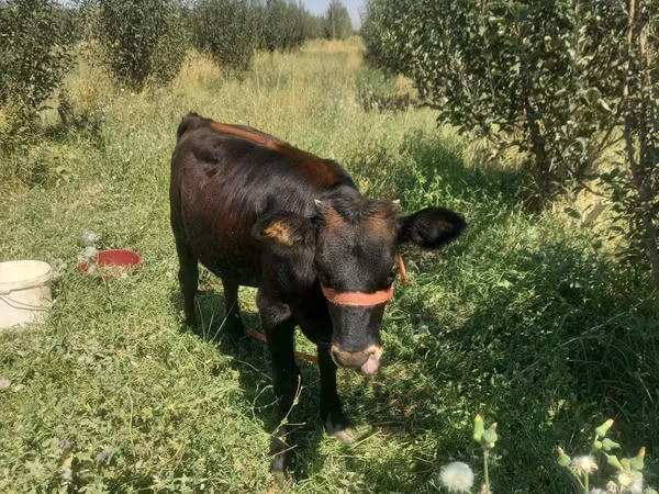 Vacă, Bovine — Kazahstan
