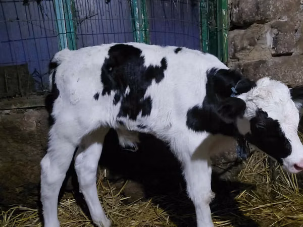 Bull, Holstein breed — Moldova