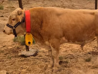 گاو نر, Swiss cattle — عکس 2