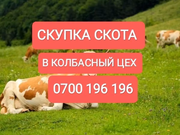 Bull, Cattle — Kyrgyzstan