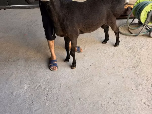 Ram, Sheep
