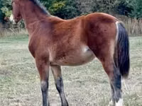 घोड़ा, Lipizzaner — फ़ोटो 4