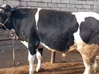 Toro, Russian Black pied cattle — foto 2