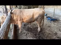 Bulle, Simmental cattle — Foto 3