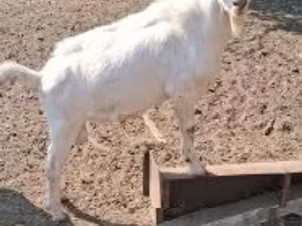 Billy Goat, Saanen goat — Hungary