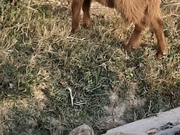 بز نر, Nubian Goat — ازبکستان