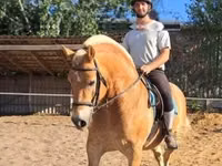 Hing, Haflinger — 5. fotó