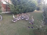 Geese — عکس 1