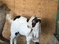 Kozioł, Nubian Goat — zdjęcie 2
