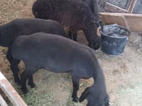 Juhok (tétel, nem megadva), Hissar sheep — 2. fotó
