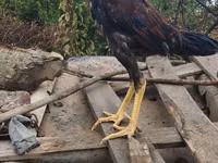 Chickens — عکس 5