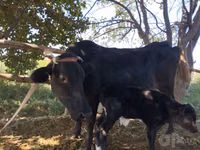 Vache, Bovins — photo 1
