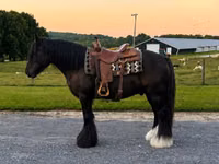 Horse (M), Gypsy horse — photo 8