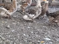 Crested — ფოტო 3