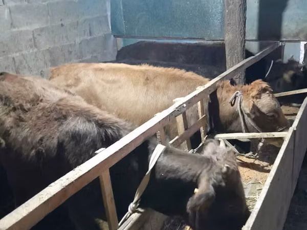 Bull, Cattle — Kyrgyzstan