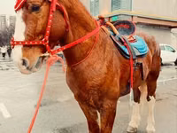 ፈረስ, Horses — ፎቶ 3