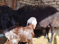 பெண் ஆடு, Hissar sheep — புகைப்படம் 1