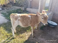 Cow, Alatau breed — photo 4