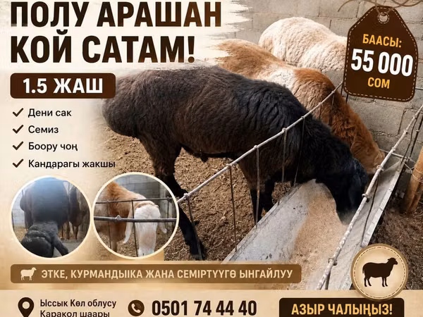Ram, Arashan sheep — Kyrgyzstan