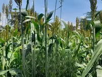 Fodder Mabrouk Sudan Grass — फ़ोटो 3