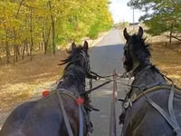 Horse (M), Horses — photo 3