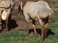 قوچ, Arashan sheep — عکس 7
