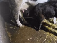 سانڈ, Russian Black pied cattle — تصویر 3