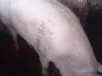 Pigs (batch, sex not specified) — photo 4