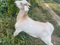 Kambing jantan, Goats — foto 3