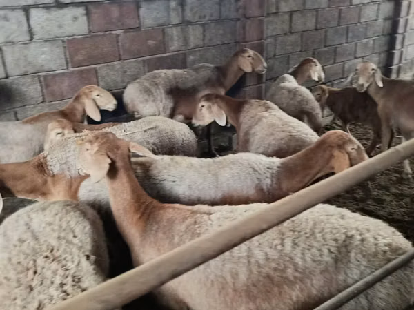 Sheep, Arashan sheep