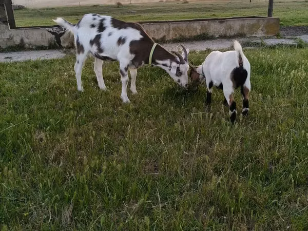 Oğlak, Saanen goat