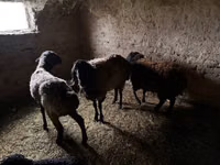 Ram, Rhon sheep — photo 3